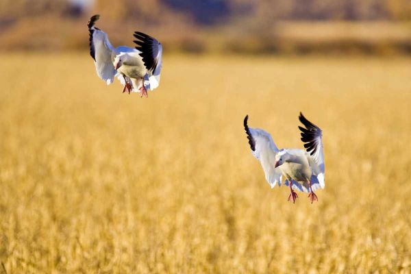 New Mexico Two snow geese landing in corn field